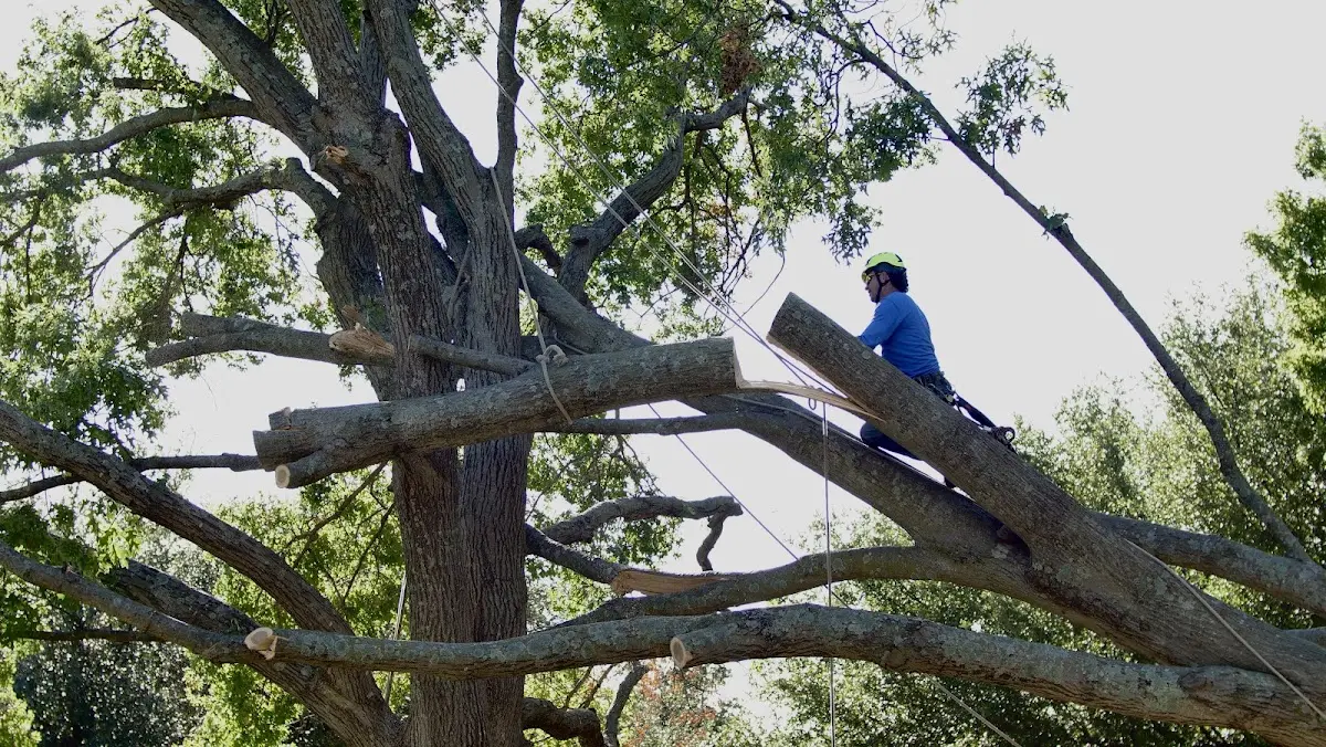 Professional Hazardous Tree Removal performed by certified arborists in San Geronimo